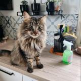 Foto del gato perdido en Fanjeaux