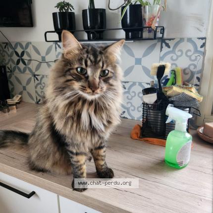 Foto 1/1 Uly Chat perdido en Fanjeaux