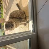 Foto de gato encontrado en Chenecey Buillon