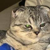 Foto del gato perdido en Liege