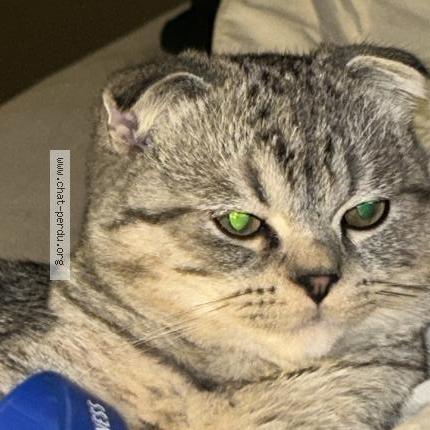 Foto 1/1 Tommy Chat perdido en Liege