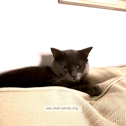 Foto 1/1 Minou Chat perdido en Argenteuil