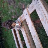 Foto del gato perdido en Les Touches