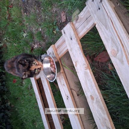 Foto 1/1 Maya Chat perdido en Les touches