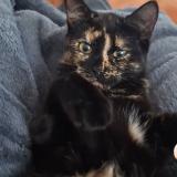 Foto del gato perdido en Lamboing