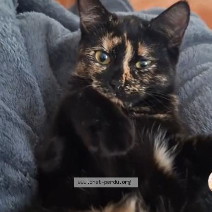 Foto 1/1 Sunny Chat perdido en Lamboing