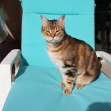 Foto del gato perdido en Saint Esteve