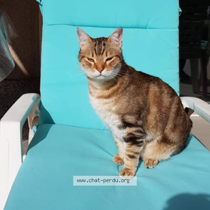 Foto 1/1 Caesar Chat perdido en Saint esteve