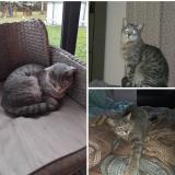 Foto del gato perdido en Pruniers En Sologne