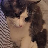 Foto del gato perdido en Crouy Sur Cosson