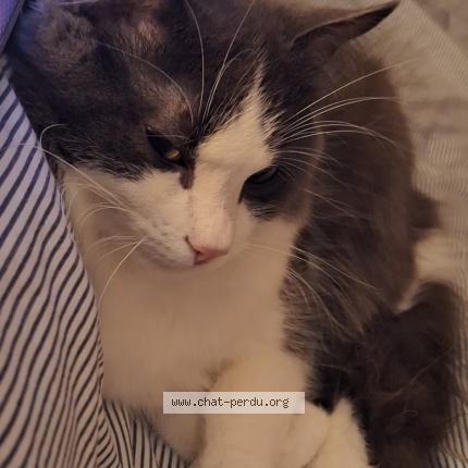 Foto 1/1 Will Chat perdido en Crouy sur cosson