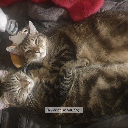 Foto 1/1 Neo Chat perdido en Tamines