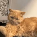 Foto del gato perdido en Naintre