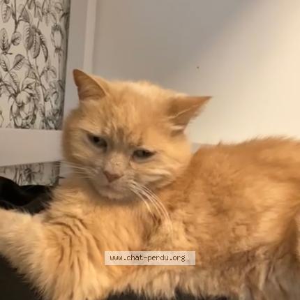 Foto 1/1 Jerry Chat perdido en Naintre