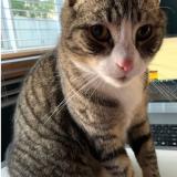 Foto del gato perdido en Orange