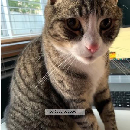 Foto 1/1 Been Chat perdido en Orange