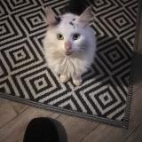 Foto de gato encontrado en Ste Gemme