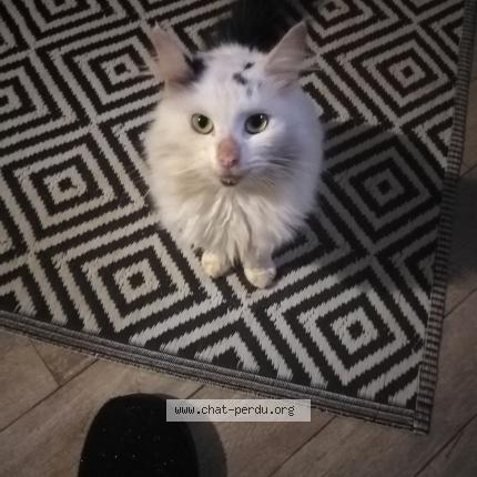 Foto 1/1 Gato encontrado Encontrado en Ste gemme