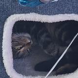 Foto del gato perdido en Massy