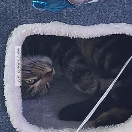 Foto 1/2 Zeli Chat perdido en Massy