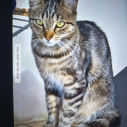Foto 2/2 Zeli Chat perdido en Massy