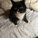 Foto del gato perdido en Saint Sauveur