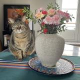 Foto del gato perdido en Le Mans