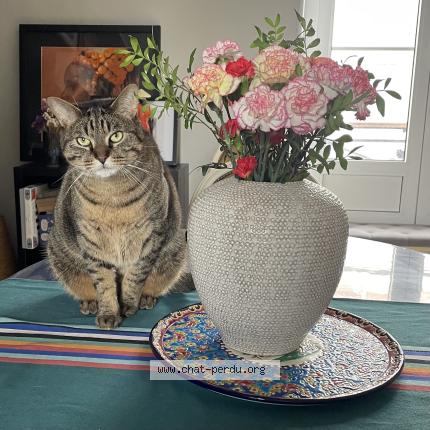 Foto 1/1 Bernard Chat perdido en Le mans