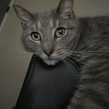 Foto del gato perdido en New Carlisle