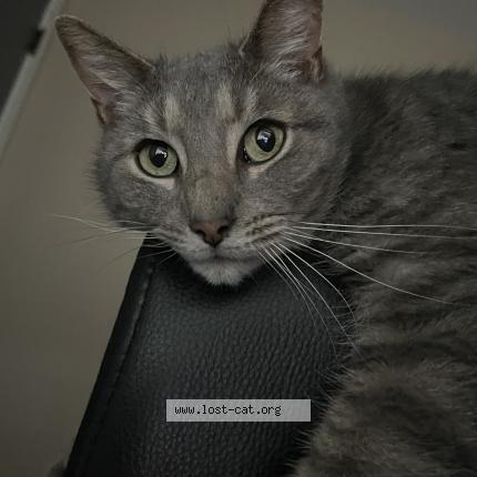 Foto 1/1 Thumbkin Chat perdido en New carlisle