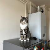 Foto del gato perdido en Verneuil Sur Avre