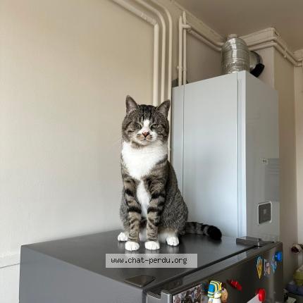 Foto 1/1 UPS Chat perdido en Verneuil sur avre