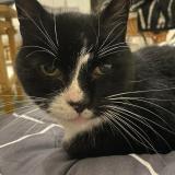 Foto de gato encontrado en Paris