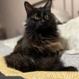 Foto del gato perdido en Saint Jean D Asse