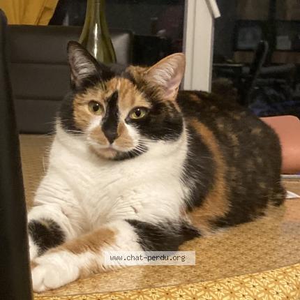 Foto 1/1 Yumi Chat perdido en Verdun sur le doubs