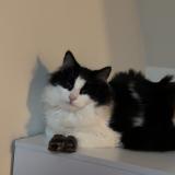 Foto del gato perdido en Brulon