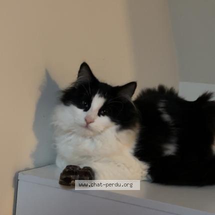 Foto 1/1 Nuit Chat perdido en Brulon