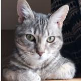 Foto del gato perdido en Auzebosc