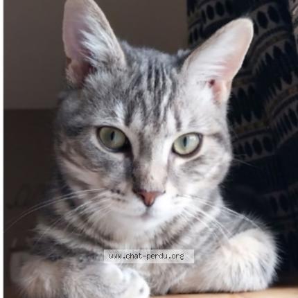 Foto 1/1 Jabba Chat perdido en Auzebosc