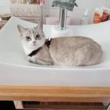 Foto del gato perdido en Saint Pierre