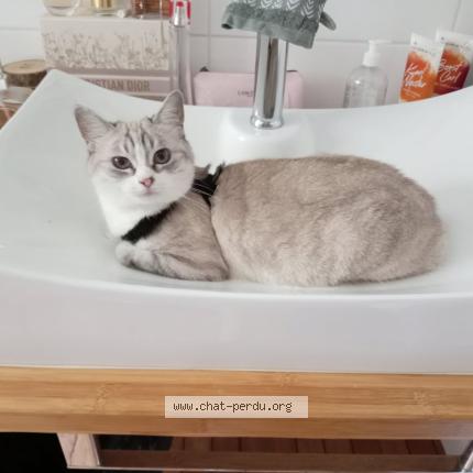 Foto 1/1 Mafia Chat perdido en Saint pierre