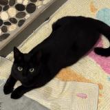 Foto del gato perdido en Ladapeyre