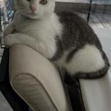 Foto del gato perdido en Bruges