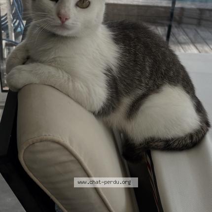 Foto 1/1 Romy Chat perdido en Bruges