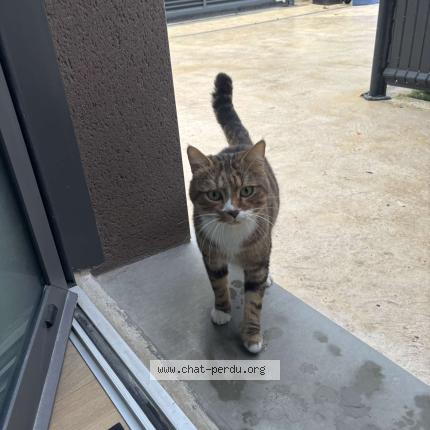 Foto 1/1 Gato encontrado Encontrado en Toulouse