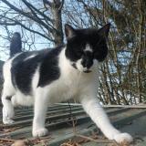 Foto del gato perdido en Louvigne Du Desert