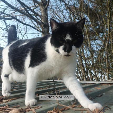 Foto 1/1 Rootsy Chat perdido en Louvigne du desert