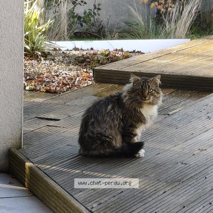 Foto 1/1 Gato encontrado Encontrado en Saint felix