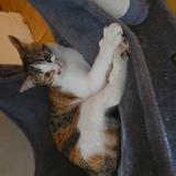 Foto del gato perdido en Saint Martin De La Place