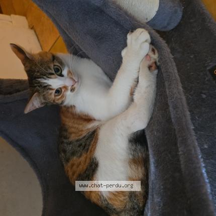 Foto 1/1 Vaya Chat perdido en Saint martin de la place
